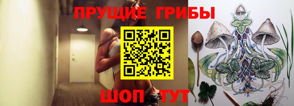 Псилоцибиновые грибы Psilocybine cubensis Гуково